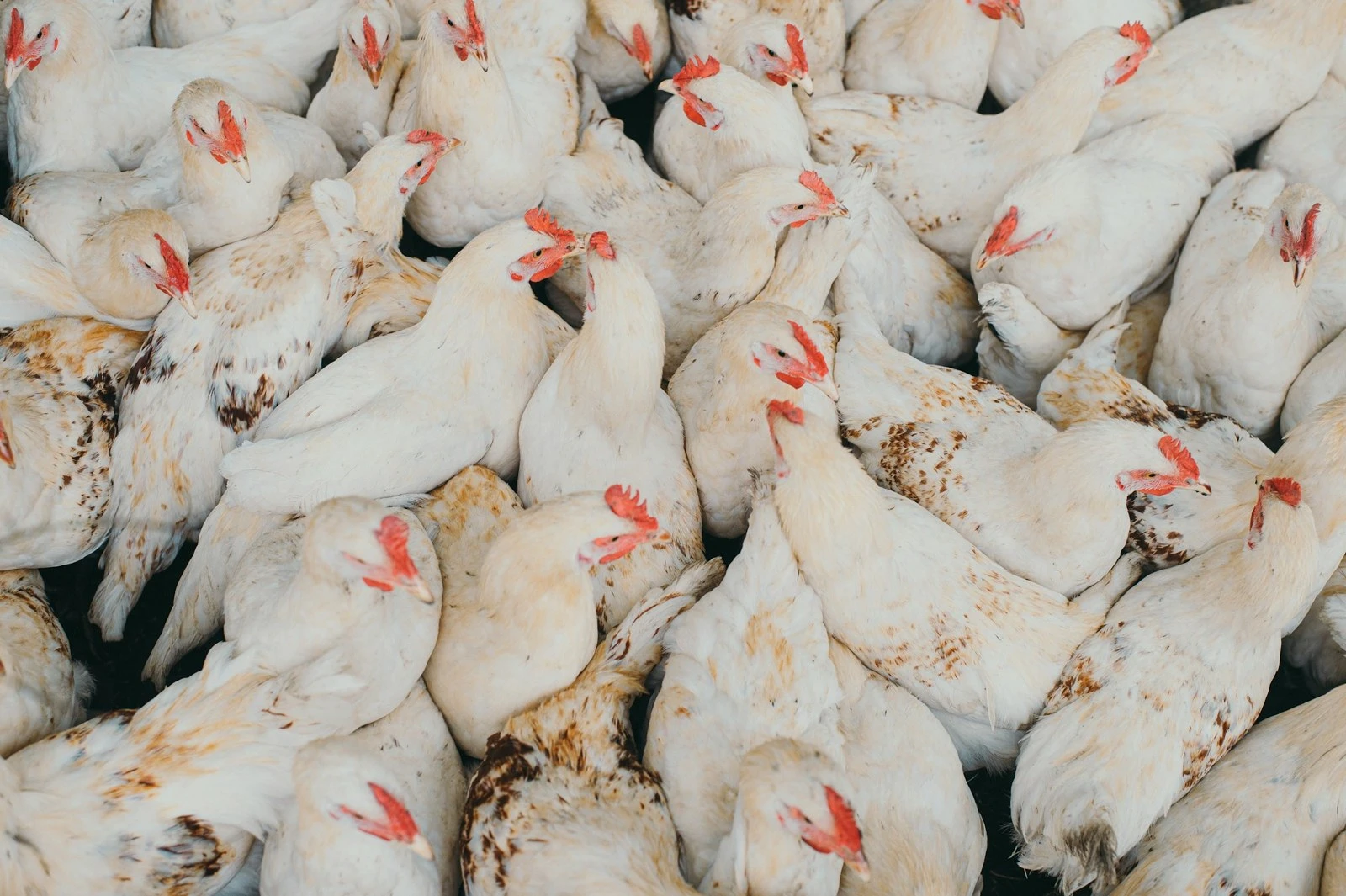 Gallinas blancas en galpón