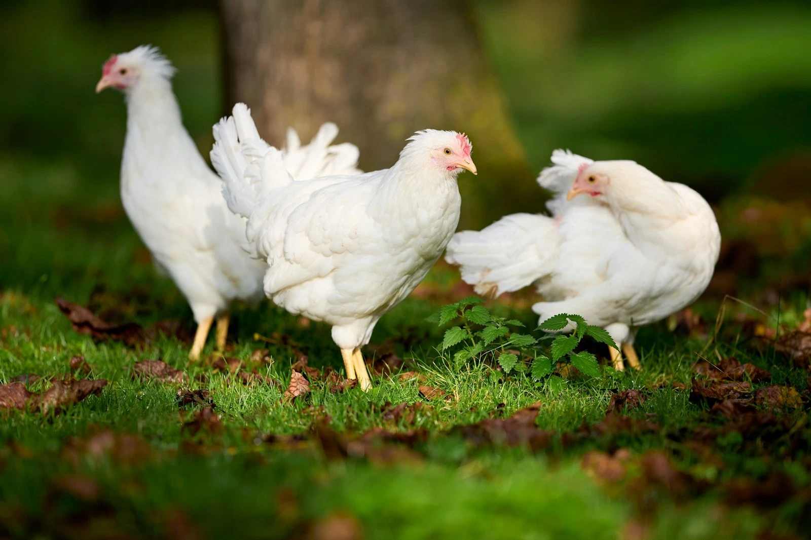 Gallinas blancas en el campo