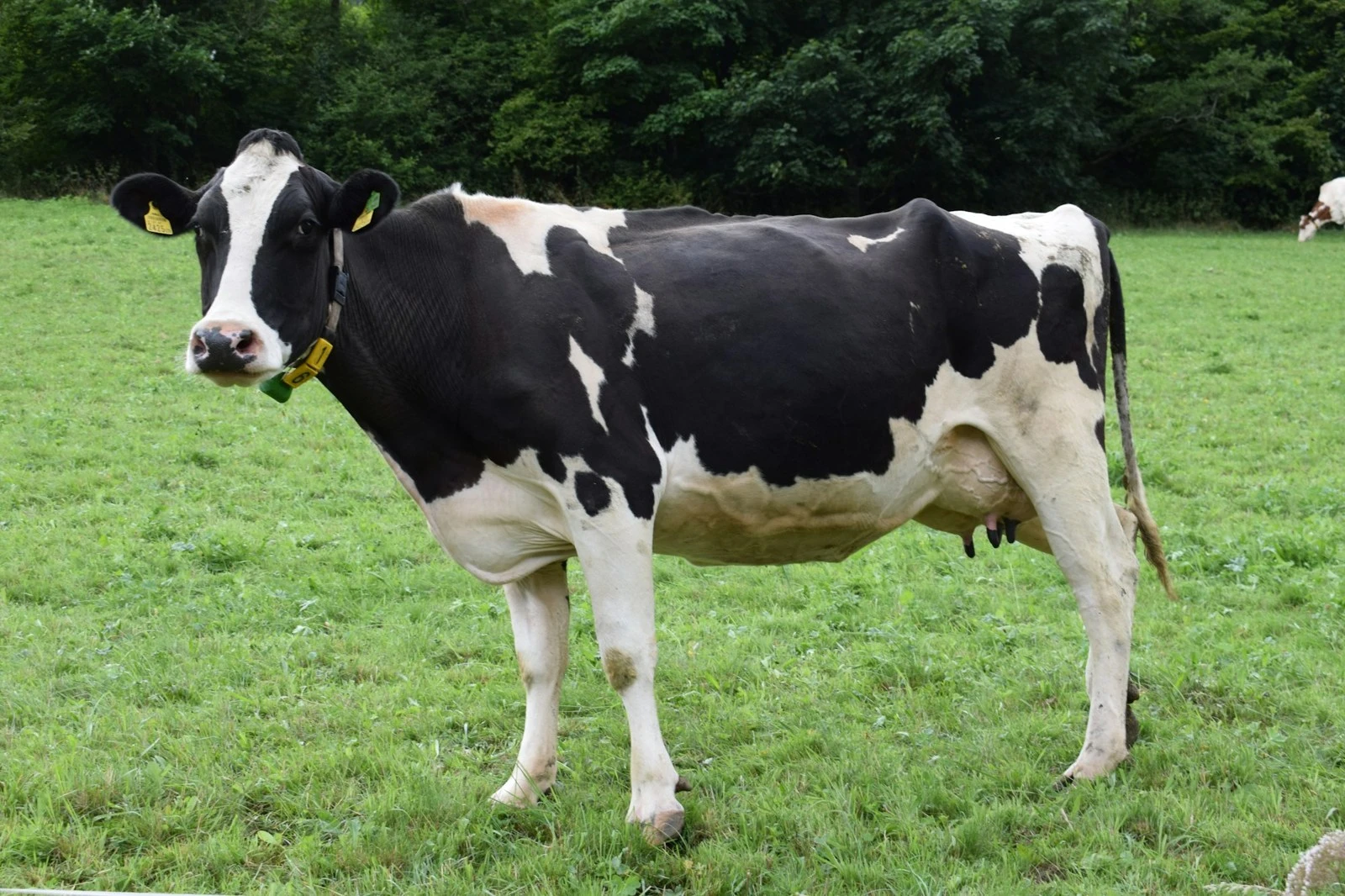 Vaca Holstein en el potrero