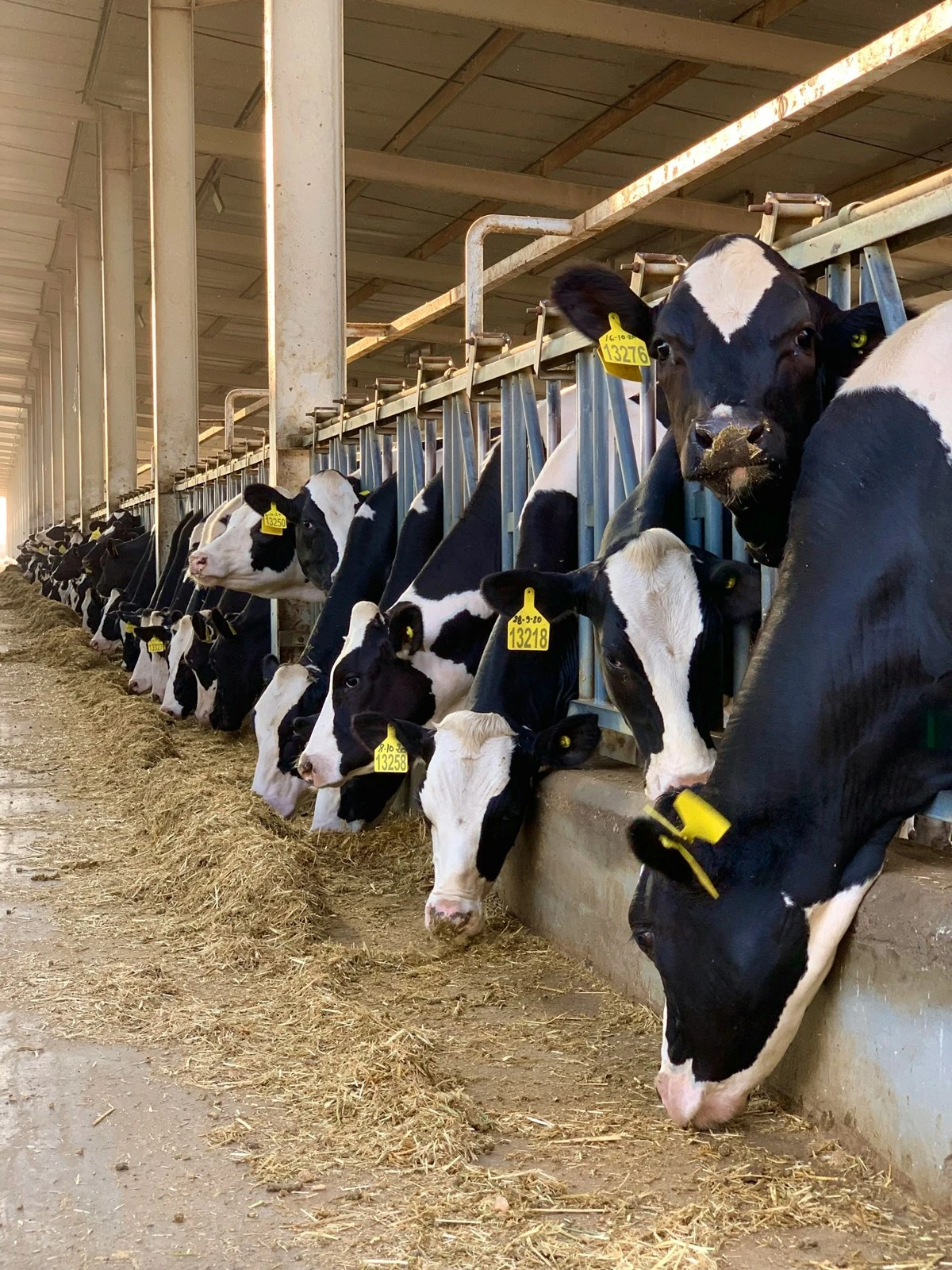 Vacas comiendo en el establo