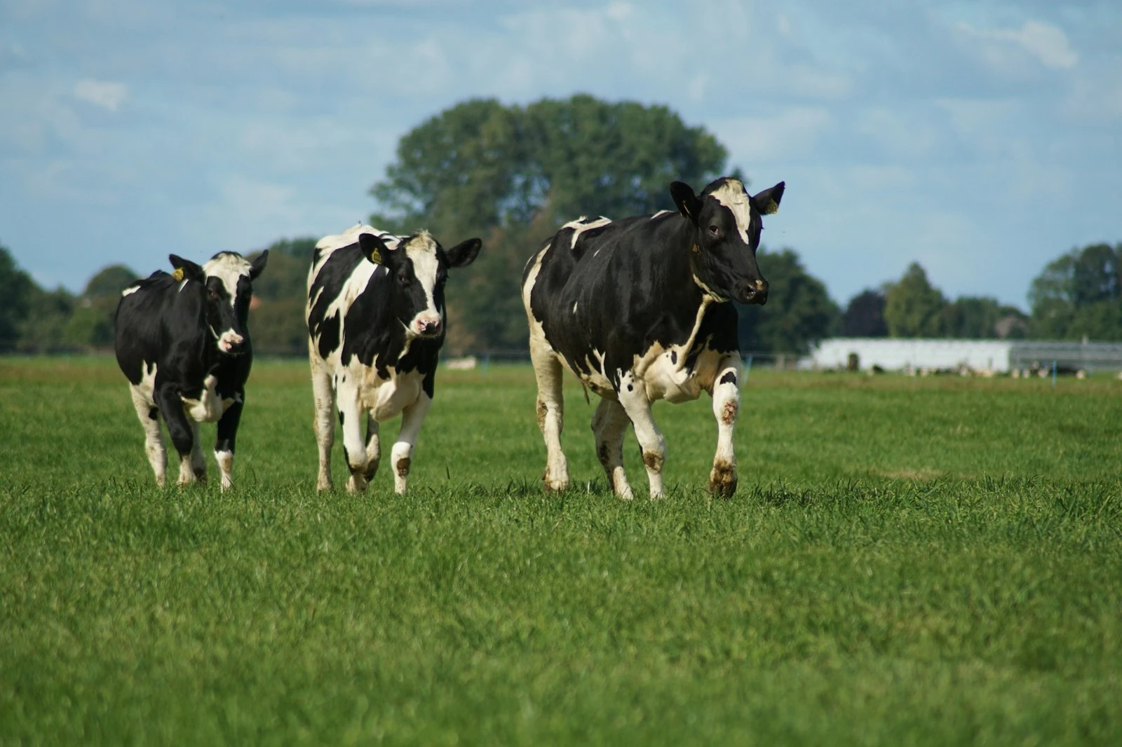 Vacas Holstein en el potrero